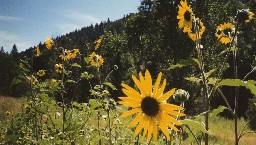 Sunflowers on the trail to Head of Dean